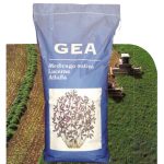 Olasz GEA lucerna vetőmag 10 kg