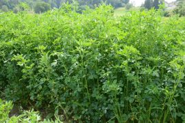 Szarvasi lucerna vetőmag Kinga 25kg
